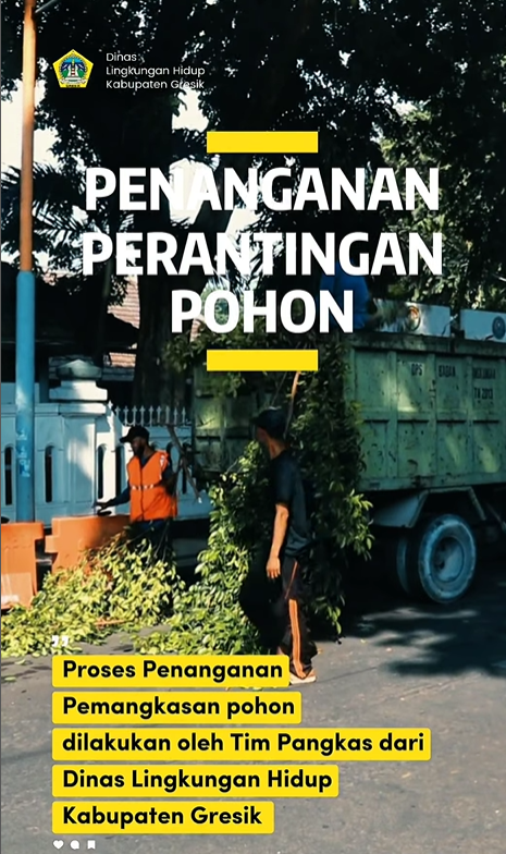 Petugas dari Tim Pangkas Dinas Lingkungan Hidup Kabupaten Gresik kembali melaksanakan kegiatan pemangkasan pohon secara rutin
